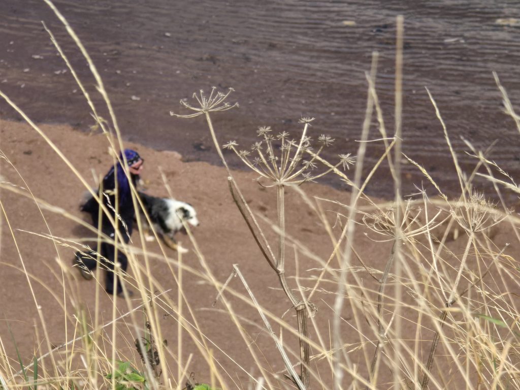 Blick von der Promenade durch vertrocknete Gräser aus zum Strand herunter, wo Dunja mit Oromeh geht